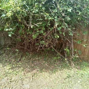 Bush Trimming by Tropicare Landscape and Maintenance reviewed on August 2, 2022