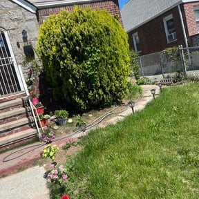 Bush Trimming by CT Mowing reviewed on June 18, 2022