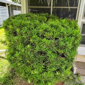 Bush Trimming by Crispy Cuts reviewed on June 27, 2022