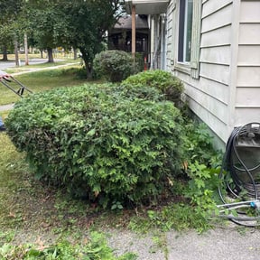 Bush Trimming by ADG Lawncare Services, LLC reviewed on April 3, 2025
