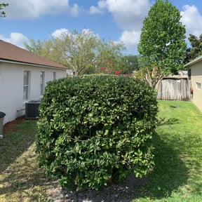 Bush Trimming by Southern maintenance and Landscaping reviewed on June 8, 2022