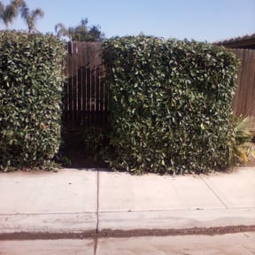 Bush Trimming by Maciel Landscaping reviewed on March 28, 2025