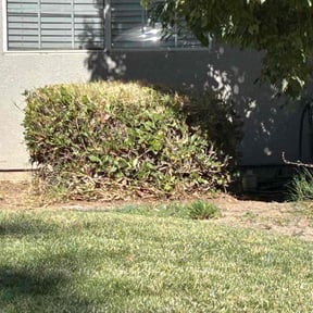 Bush Trimming by Mayo's Lawn Care &amp; Landscaping Service reviewed on July 28, 2025