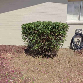 Bush Trimming by Brian The Yard Barber LLC reviewed on May 6, 2022