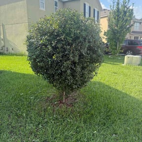 Bush Trimming by Rjm reviewed on July 8, 2022