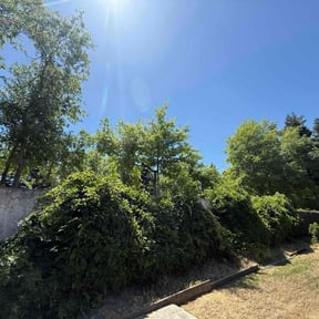 Bush Trimming by Mr.Carter's Landscaping reviewed on June 6, 2022