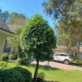 Bush Trimming by Dortch Demo and cleanup reviewed on May 19, 2022