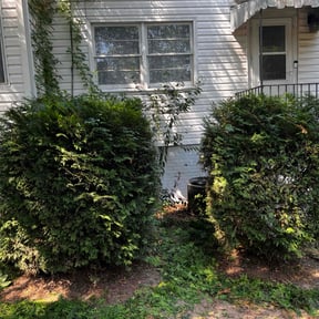 Bush Trimming by Rhodes Services reviewed on November 9, 2024