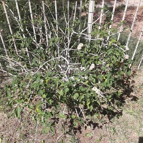 Bush Trimming by MowBetter reviewed on May 21, 2022