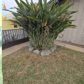 Bush Trimming by Hustle Lawn Care reviewed on June 1, 2022