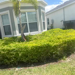 Bush Trimming by Pro Tek Enterprise LLC reviewed on August 17, 2024