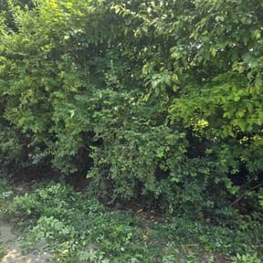 Bush Trimming by DTE Maintenance Llc reviewed on August 9, 2024