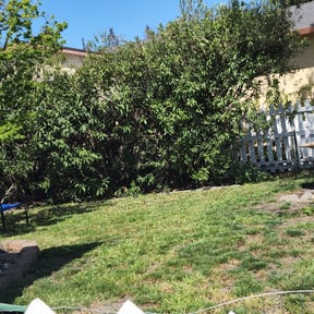 Bush Trimming by Betts Greenery reviewed on July 3, 2022