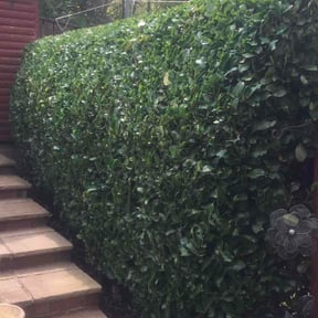 Bush Trimming by Knox Vegas Lawn Service reviewed on June 1, 2022