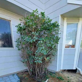 Bush Trimming by MT Lawn Care reviewed on July 28, 2022