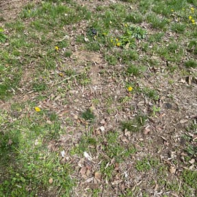 Flower Bed Weeding by Undefeated Landscaping LLC. reviewed on May 13, 2022