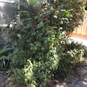 Landscaping by J & A lawn Maintenance LLC reviewed on October 4, 2021