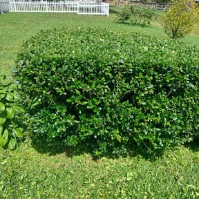 Bush Trimming by Five star landscaping specialist llc reviewed on July 16, 2022