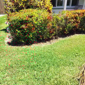 Flower Bed Weeding by Johnson Family Lawn Service reviewed on June 5, 2025