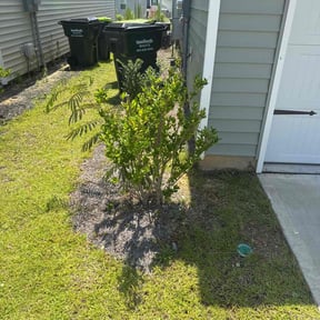 Bush Trimming by Top Tier Lawn Service reviewed on July 14, 2022