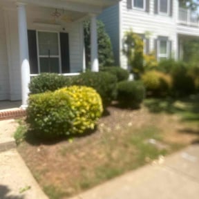 Bush Trimming by Green Living reviewed on December 18, 2024