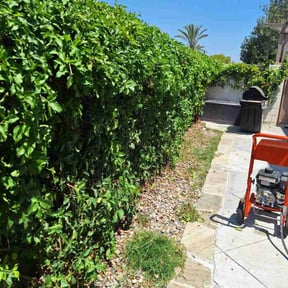 Bush Trimming by Sbm reviewed on September 8, 2024