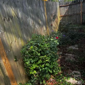 Bush Trimming by Chuyin's Lawn Care LLC reviewed on May 11, 2022