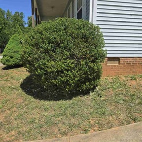 Bush Trimming by Lawn monsters reviewed on September 28, 2021