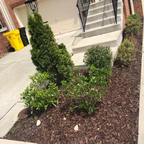 Bush Trimming by The guy property maintenance reviewed on June 30, 2022