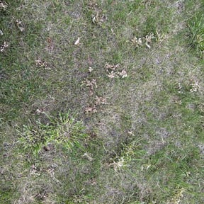 Weeding by Paradise Landscaping reviewed on May 12, 2023