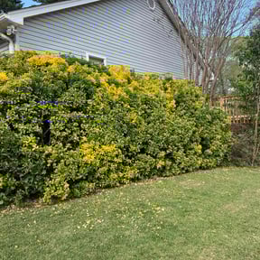 Bush Trimming by Kountrys Lawn Care reviewed on June 27, 2022