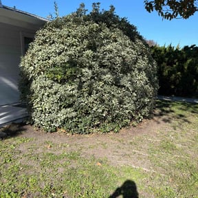 Bush Trimming by The Lawn Barber reviewed on May 23, 2025