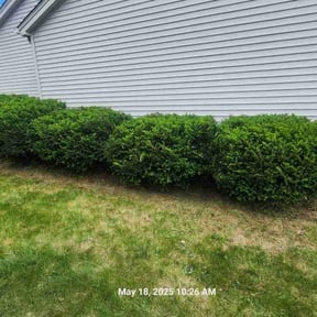 Bush Trimming by QuikkScap LawnCare reviewed on May 19, 2022