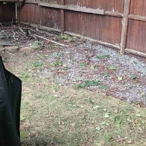 Leaf Removal by Jaimel Peace reviewed on May 20, 2022