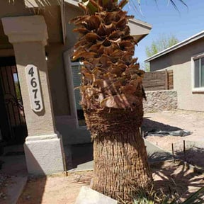 Bush Trimming by The More You Mow reviewed on September 2, 2024