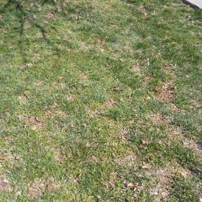 Leaf Removal by Contreras Outdoors reviewed on June 22, 2022