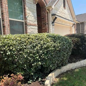 Bush Trimming by Tilted services reviewed on July 29, 2020