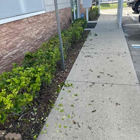 Bush Trimming by Quality cuts lawn and landscaping reviewed on August 9, 2024