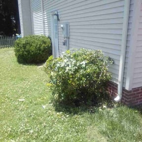 Bush Trimming by TruGreen LawnCare reviewed on August 29, 2024