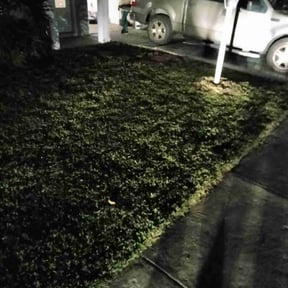 Leaf Removal by Quality cuts lawn and landscaping reviewed on August 9, 2024