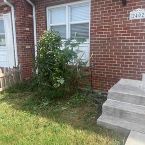 Bush Trimming by M&M Lawn Service reviewed on June 22, 2024
