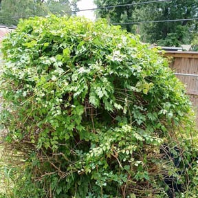 Bush Trimming by Marroquin Landscaping reviewed on July 3, 2025