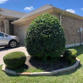 Bush Trimming by Jasmines Lawn and More reviewed on April 22, 2025