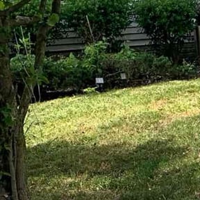 Weed Pulling by Phelps Lawn Care reviewed on April 11, 2022