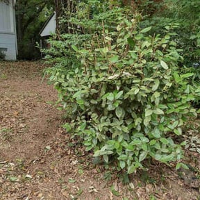 Bush Trimming by Supreme lawn srevice reviewed on November 4, 2024