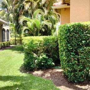 Bush Trimming by Lawn Junkies LLC reviewed on February 14, 2025