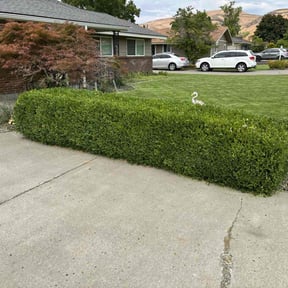 Bush Trimming by Christopher MowPro reviewed on June 18, 2025