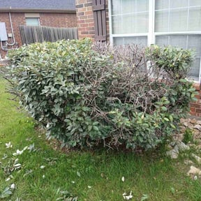 Bush Trimming by Dee&#039;s lawn care reviewed on June 30, 2025
