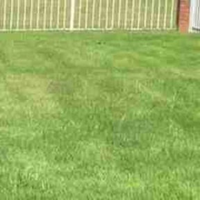 Weeding by LSLTDallas/FortWorthTruGreen reviewed on April 18, 2025