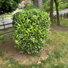 Bush Trimming by EECO SERVICES LLC reviewed on May 3, 2021